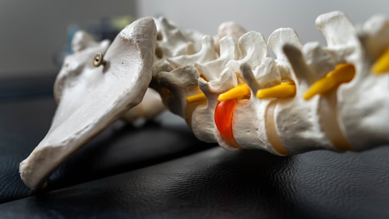 A close-up of a spine model